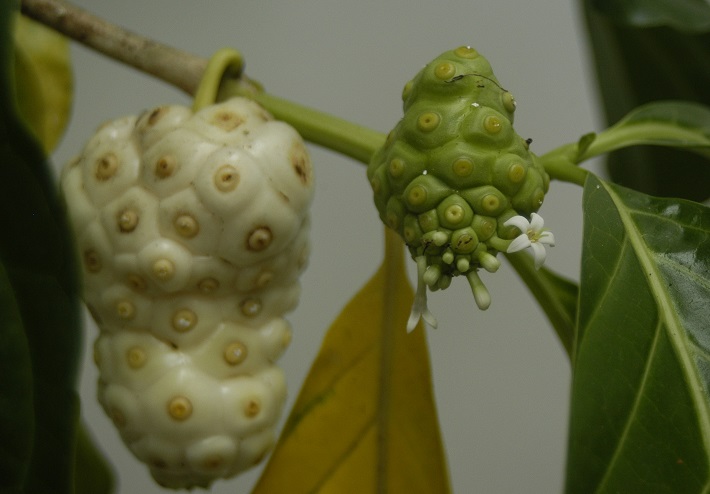 weird fruits