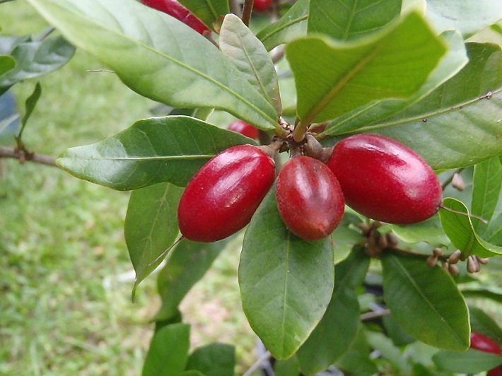 weird fruits