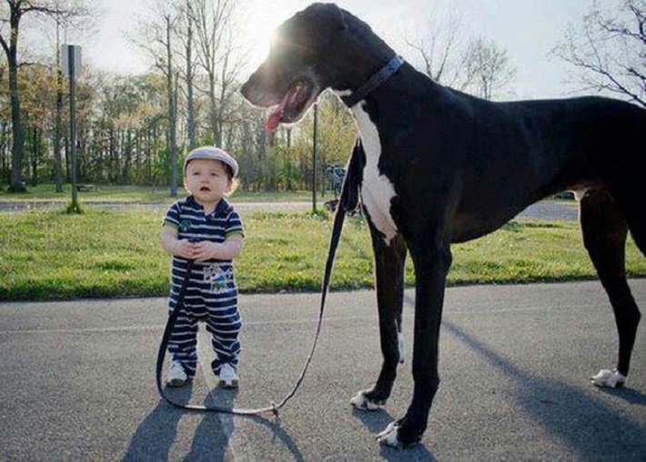 dogs and kids