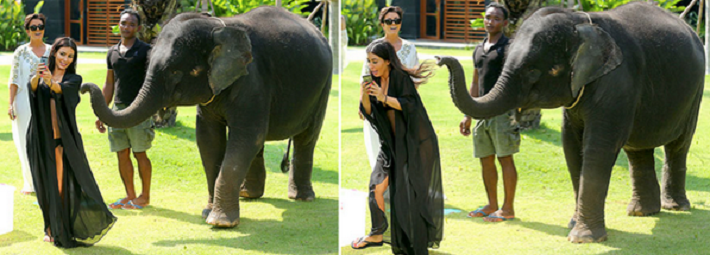 Kim Kardashian being attacked by an elephant after trying to take a selfie