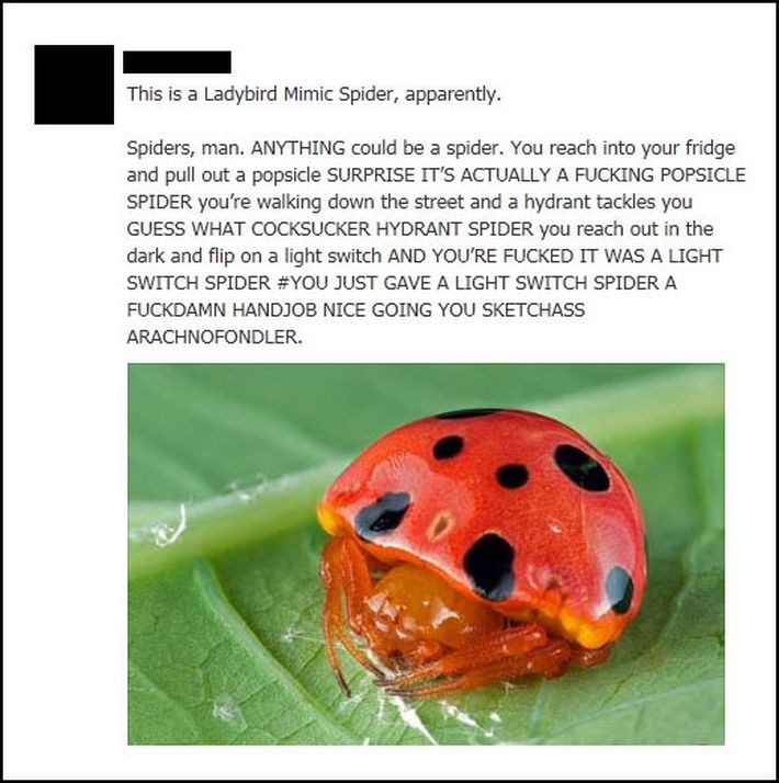 They can disguise as ladybirds